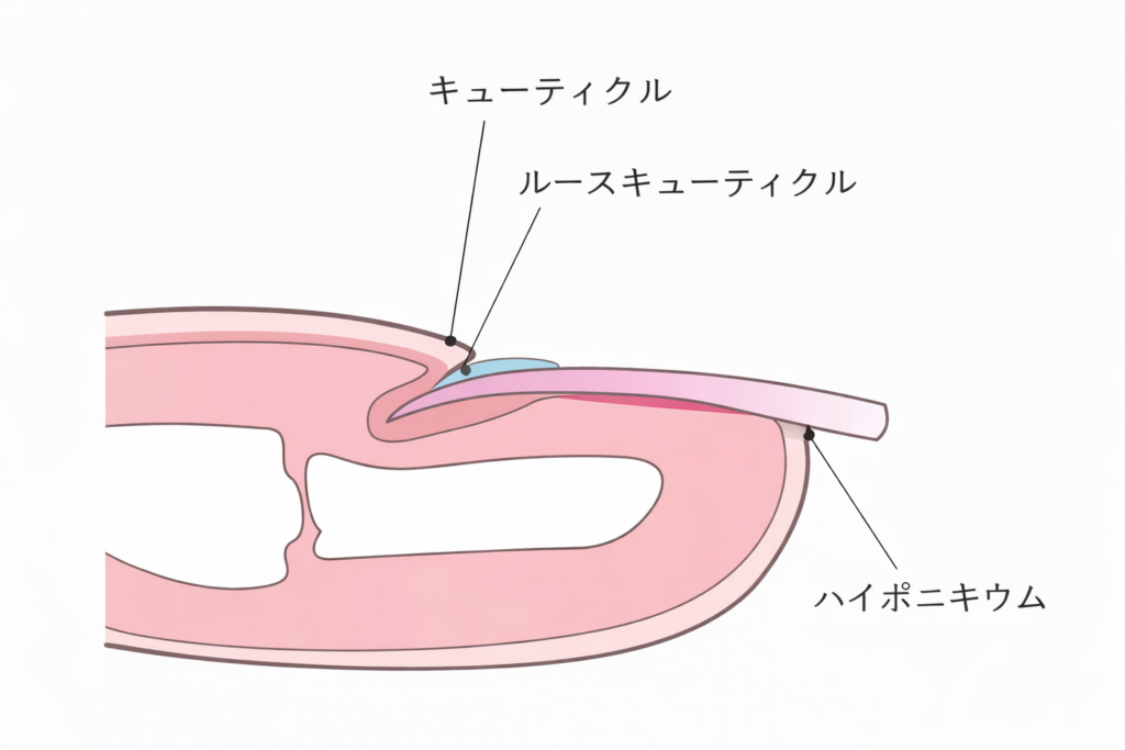 部位説明（甘皮、薄皮、ハイポニキウム）