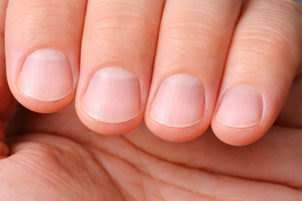 貝爪のイメージ