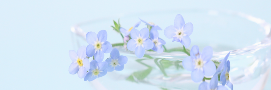 見出し画像：花の楽しみ方【表現・鑑賞・育成】