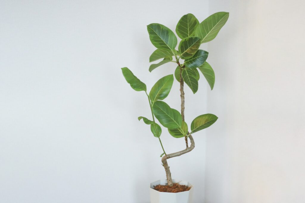 フィカス・アルテシマ