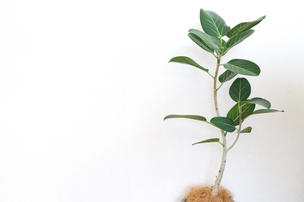 フィカス・ベンガレンシス