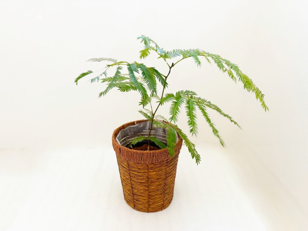 エバーフレッシュ