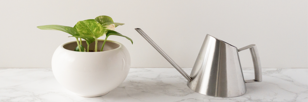 見出し:観葉植物の基本的な育て方