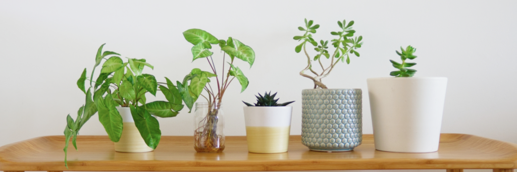 見出し:初心者におすすめの観葉植物