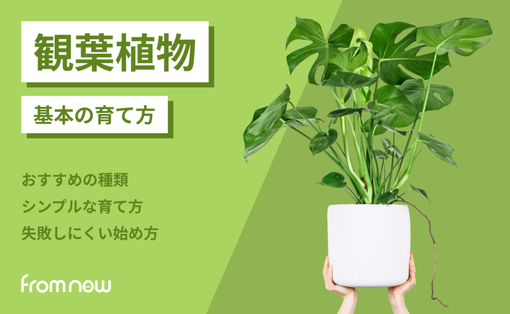 観葉植物を育ててみたい方へ｜初心者におすすめの種類と基本の育て方