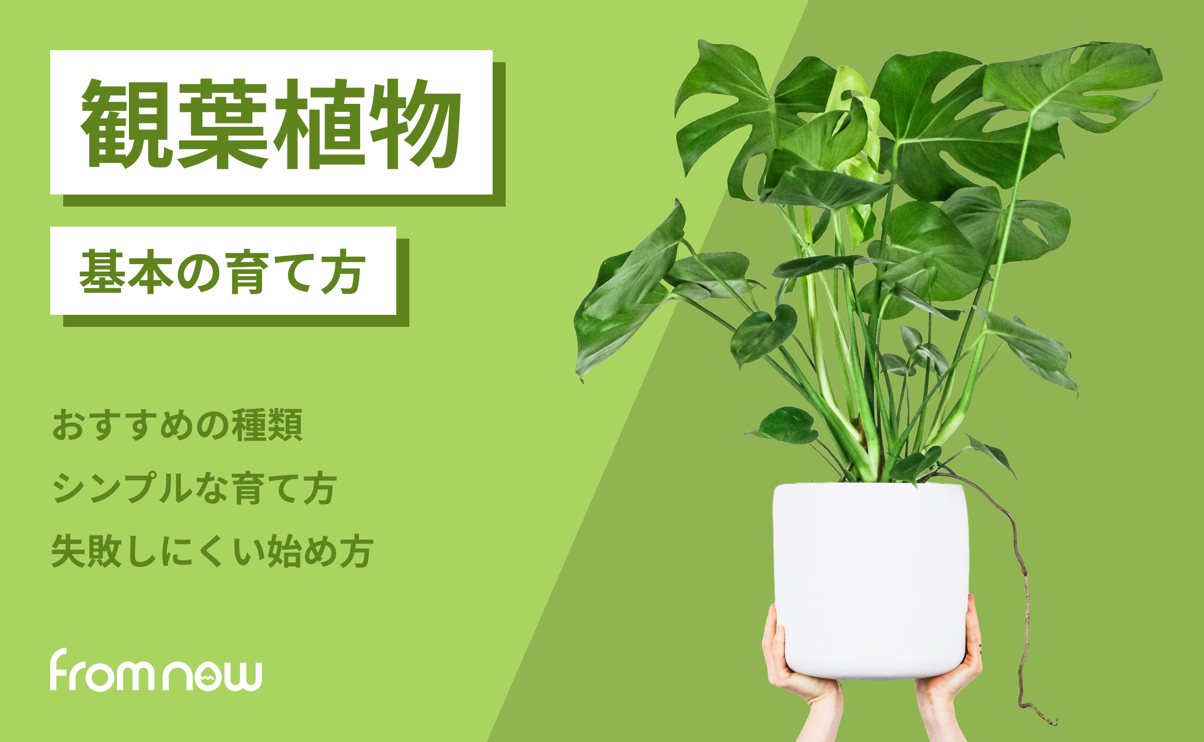 観葉植物を育ててみたい方へ｜初心者におすすめの種類と基本の育て方
