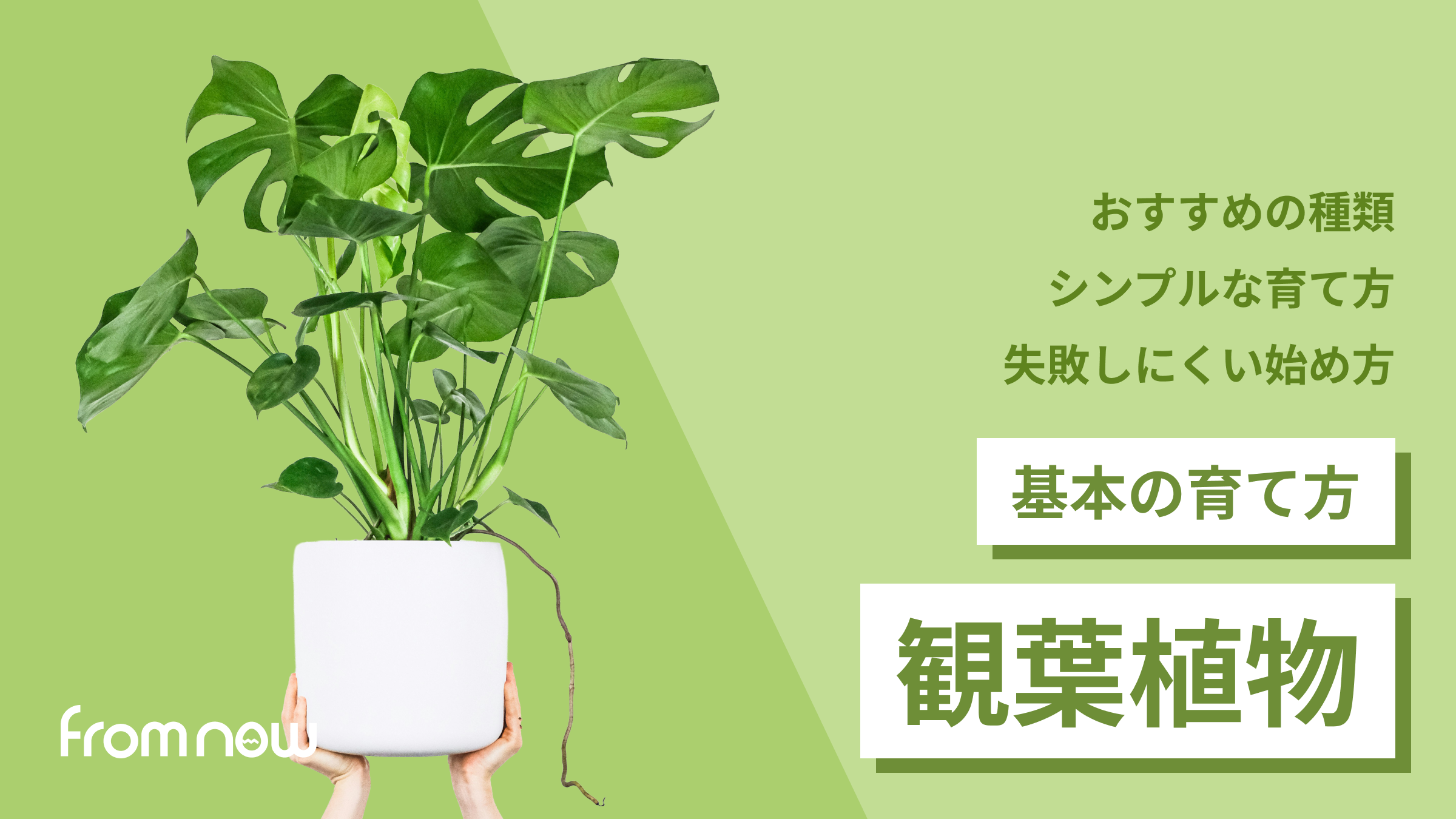 アイキャッチ：観葉植物を育ててみたい方へ｜初心者におすすめの種類と基本の育て方